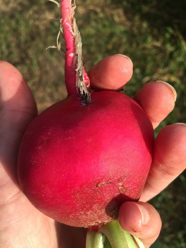 Grilled Radishes & Pickled Radishes From The Garden - Taste And See