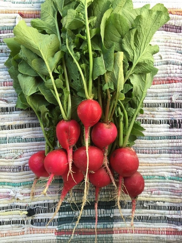 Not sure what to do with fresh, harvested radishes? Pickle them