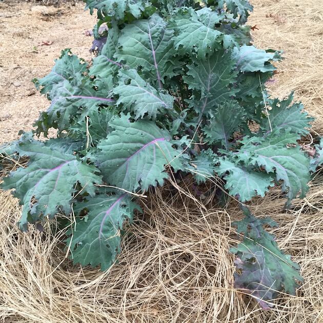 Kale plant growing in outdoor garden
