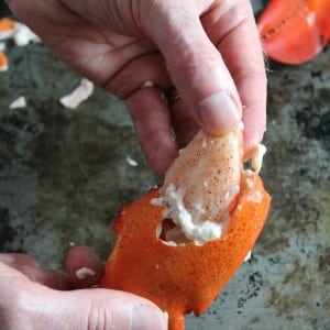 Removing cooked lobster claw meat from shell