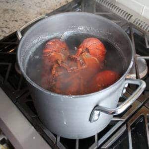 Live lobsters in pot of hot water