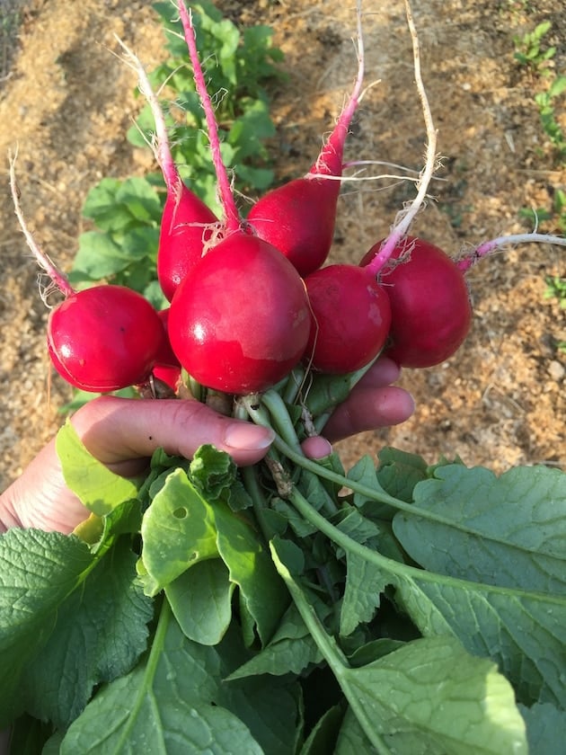 Hand holding radishes with greens just picked from garden