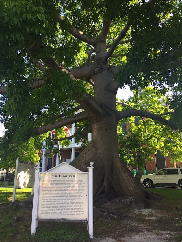 Giant Banyan Tree in Key West FL