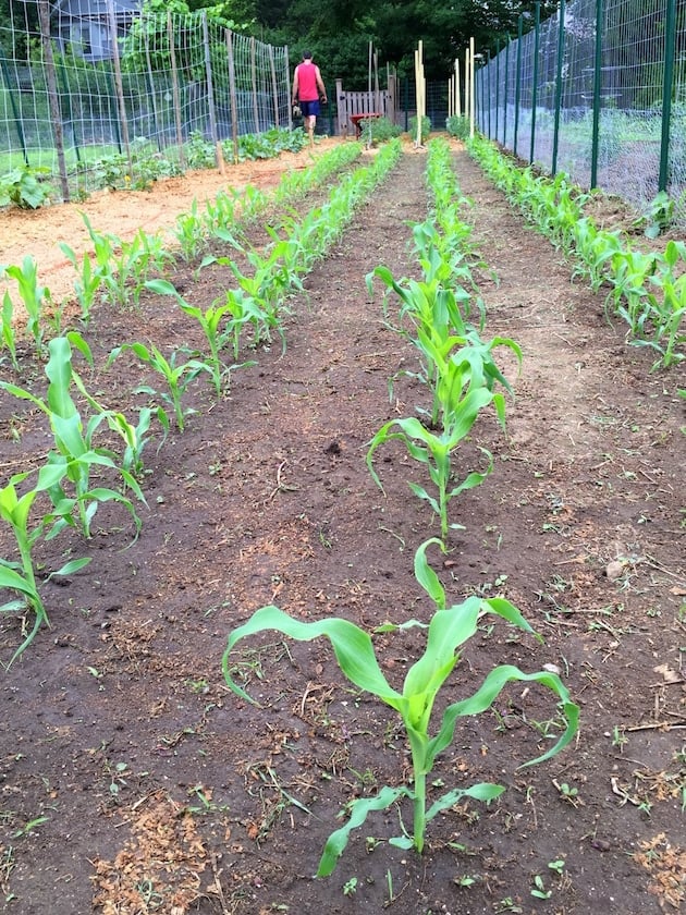 Four rows of baby corn in a garden