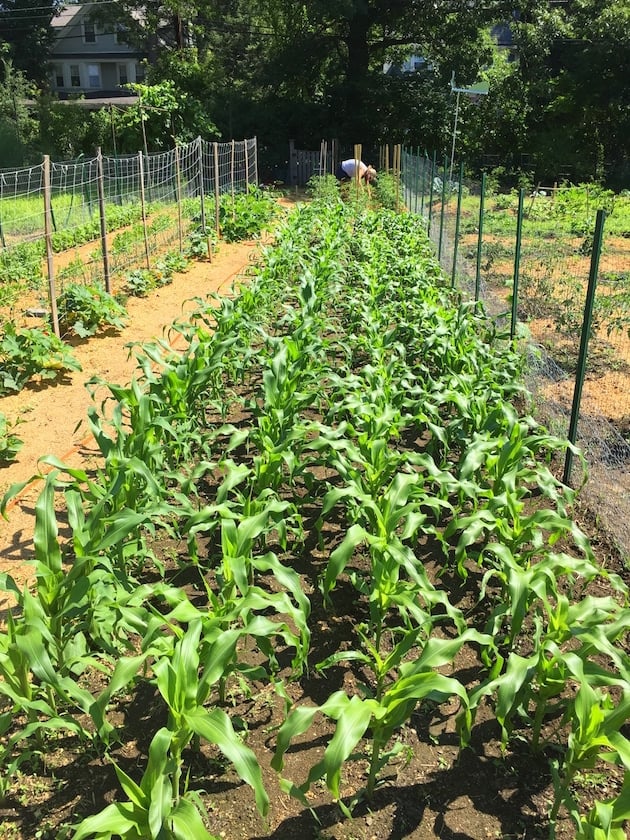 Four rows of corn in a community garden