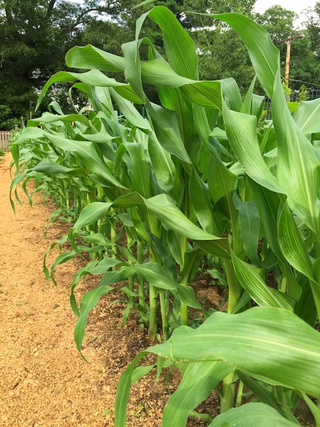 Tall corn stalks in a garden