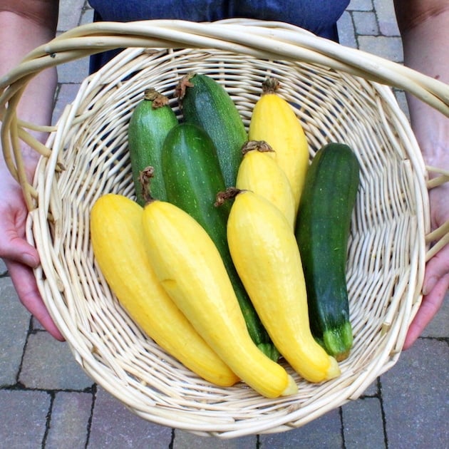 Wicker basket with zucchini and yellow squash freshly picked from the garden