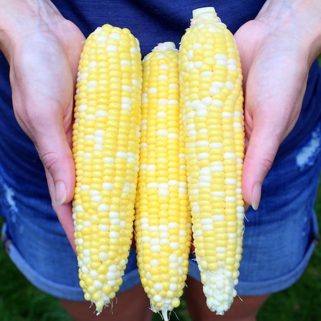 Woman holding three shucked ears of fresh picked corn on the cob