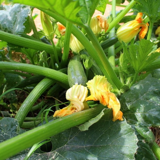 Zucchini growing on the plant with blossoms