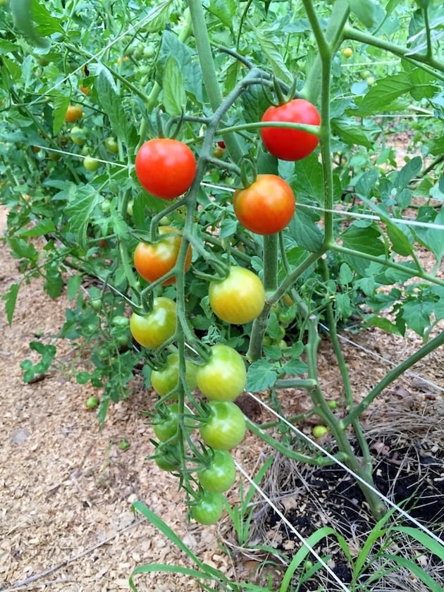 Tomatoes on the vine in a garden