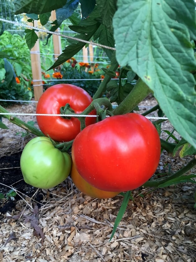 Tomatoes on the vine in garden