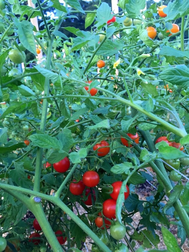 Red cherry tomatoes on vines in garden