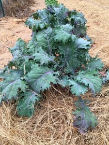 Kale plant growing in a garden