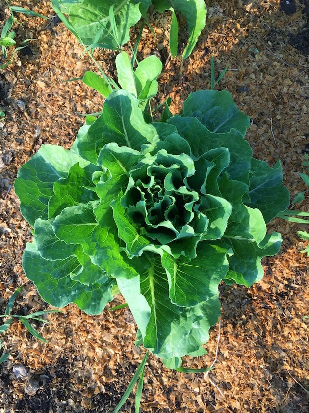 A close up of a head of Romaine lettuce in a garden