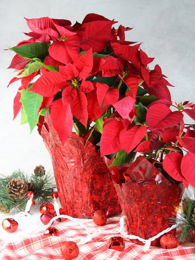 Poinsettas in pots with red foil wrappings